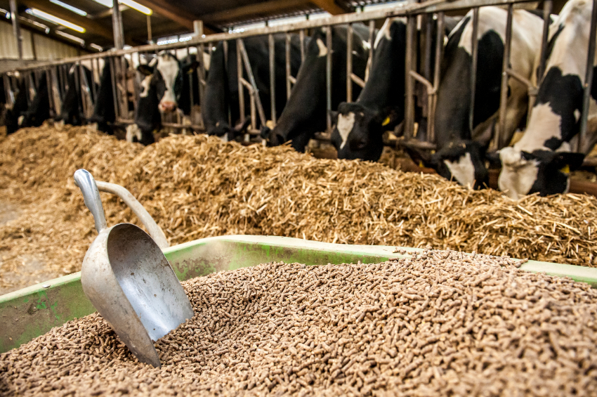 cattle feed wholesale