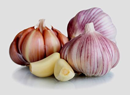 organic garlic wholesale