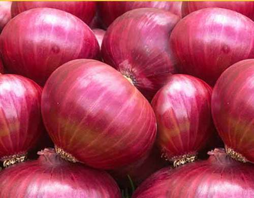 organic onions wholesale