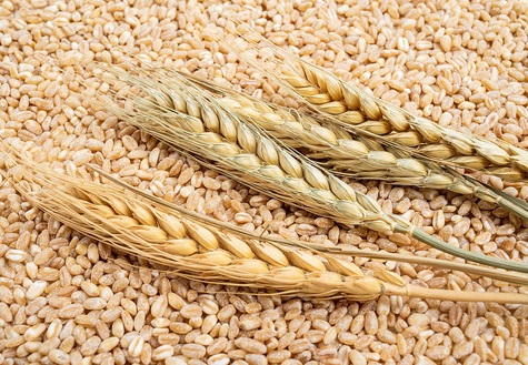 wheat seeds for sale